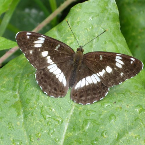 Kleiner Eisvogel (Limenitis camilla) am Klettergarten Sut Rens