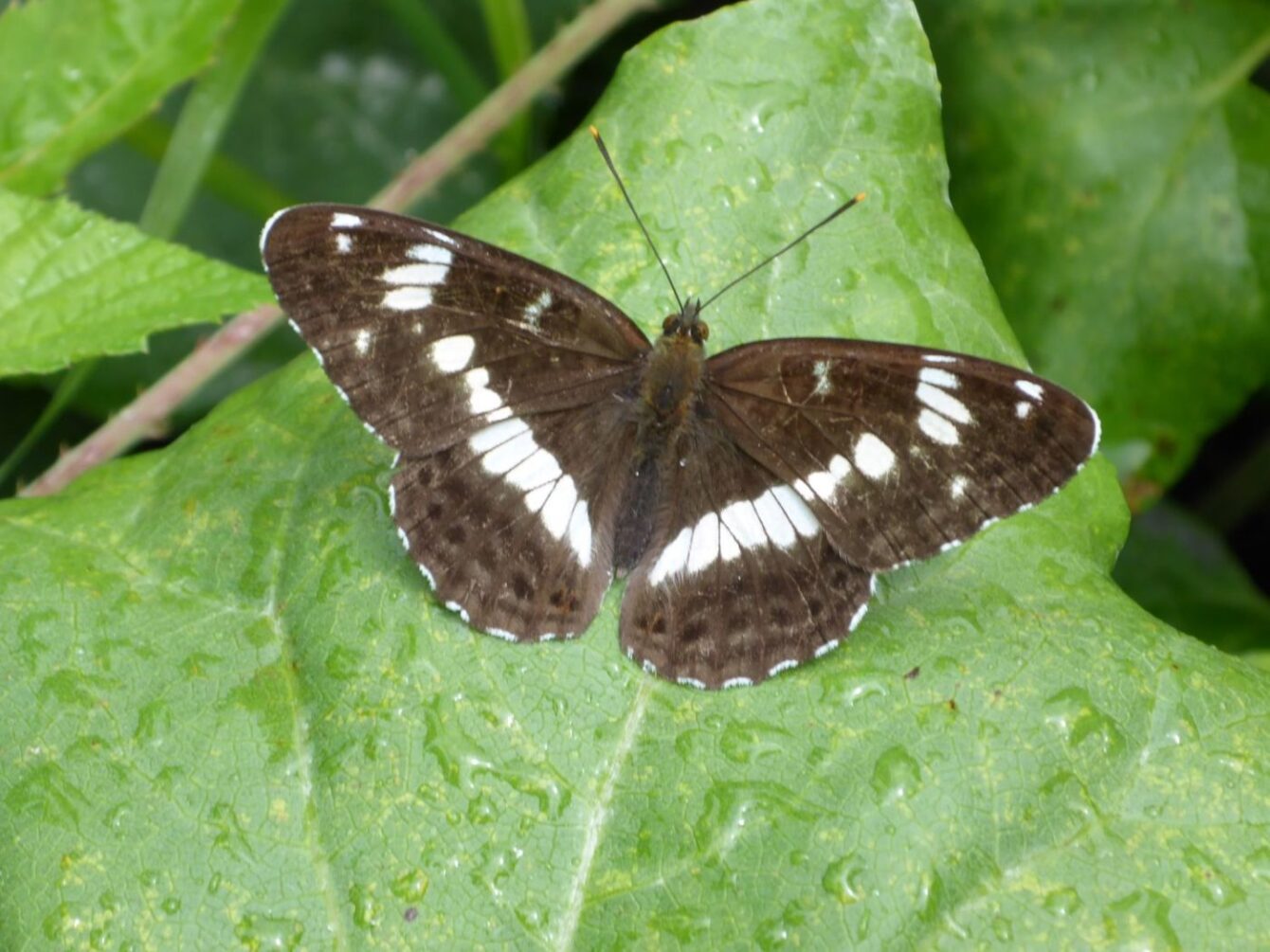 Kleiner Eisvogel (Limenitis camilla) am Klettergarten Sut Rens