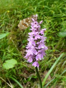 Fuchs’ Knabenkraut (Dactylorhiza fuchsii) mit Westliche Scheckenfalter (Melitaea parthenoides) am Sut Rens Klettergarten Flims