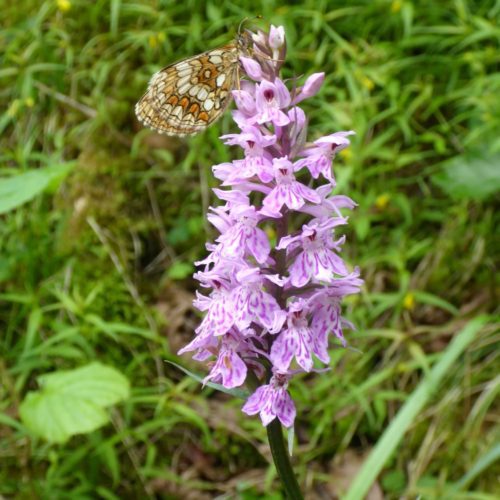 Fuchs’ Knabenkraut (Dactylorhiza fuchsii) mit Westliche Scheckenfalter (Melitaea parthenoides) am Sut Rens Klettergarten Flims