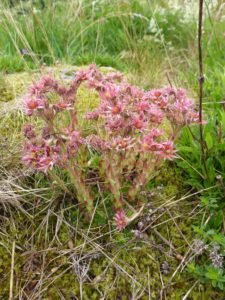 Berg-Hauswurz (Sempervivum montanum)