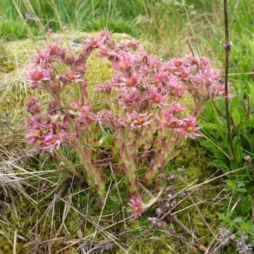 Berg-Hauswurz (Sempervivum montanum)