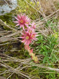 Berg-Hauswurz (Sempervivum montanum)