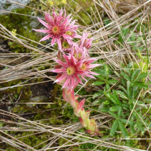 Berg-Hauswurz (Sempervivum montanum)