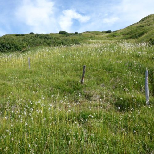 Wollgräser (Eriophorum)