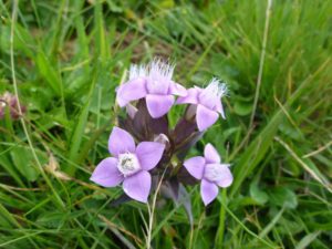 Feld-Kranzenzian (Gentianella campestris)