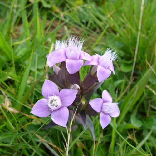 Feld-Kranzenzian (Gentianella campestris)