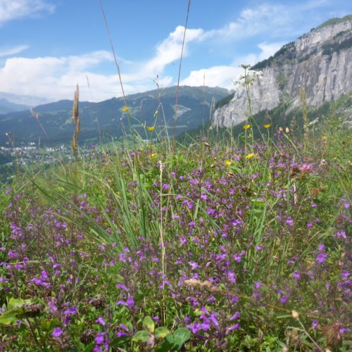 Flims, Flimserstein, Pinut von der Ruina Belmont