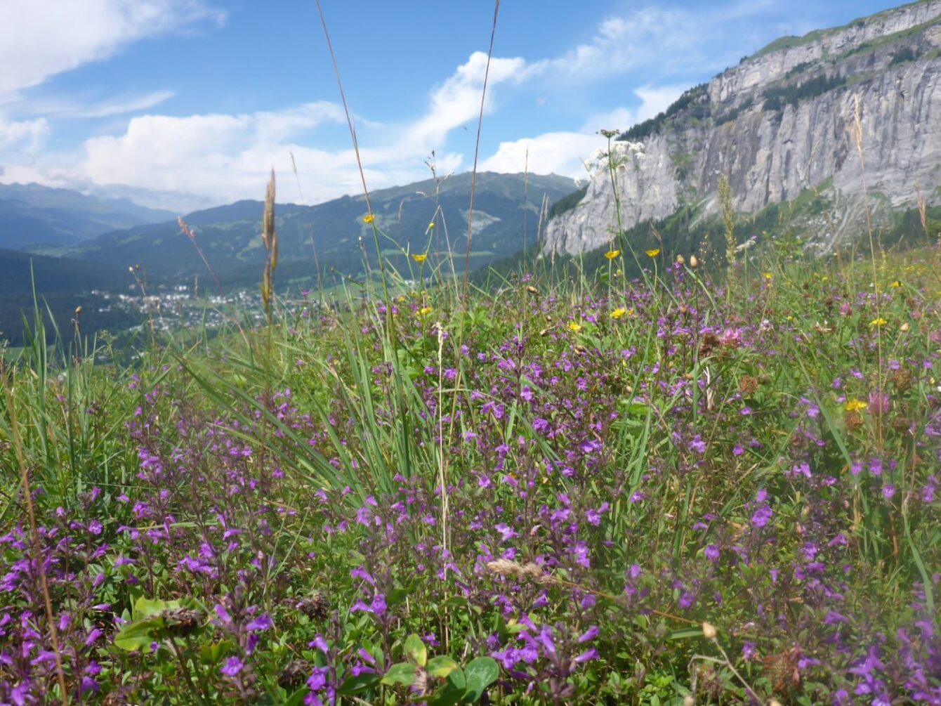 Flims, Flimserstein, Pinut von der Ruina Belmont