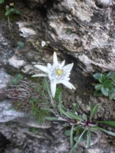 Edelweiss (Leontopodium)