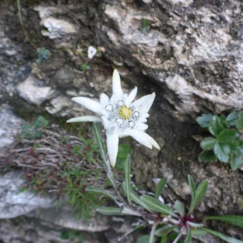 Edelweiss (Leontopodium)