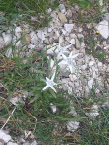 Edelweiss (Leontopodium)