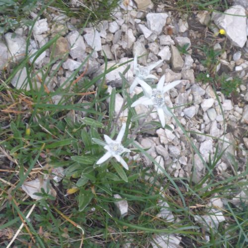 Edelweiss (Leontopodium)