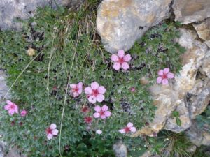 Dolomiten-Fingerkraut (Potentilla nitida)