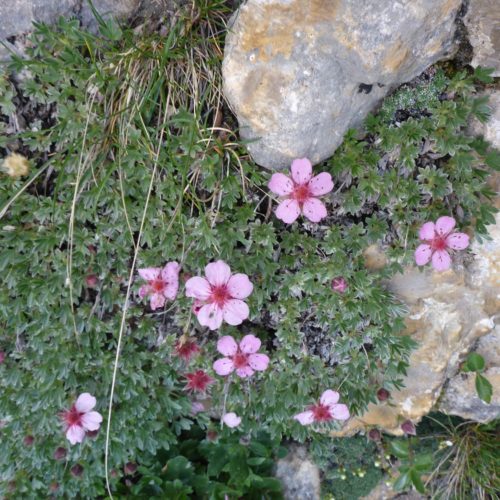 Dolomiten-Fingerkraut (Potentilla nitida)