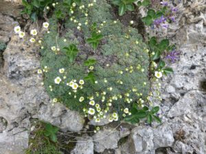 Blaugrüne Steinbrech (Saxifraga caesia)