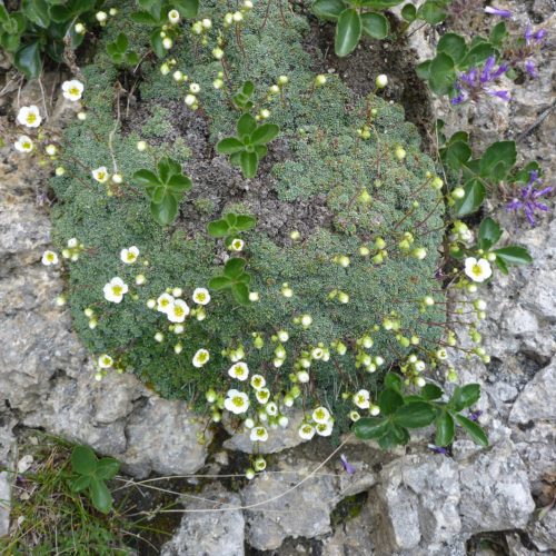 Blaugrüne Steinbrech (Saxifraga caesia)