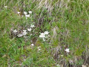 Edelweiss (Leontopodium)