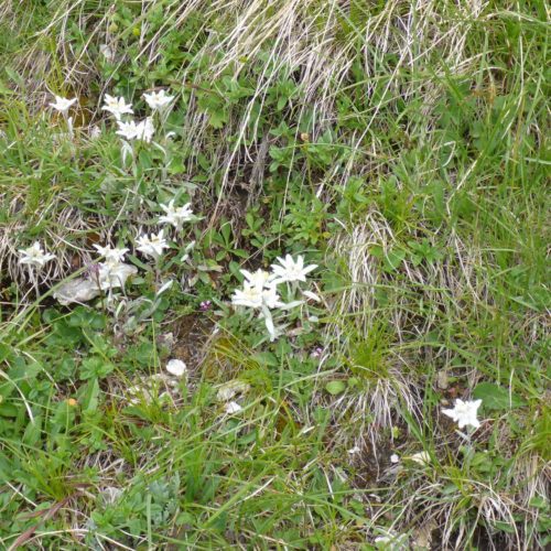 Edelweiss (Leontopodium)