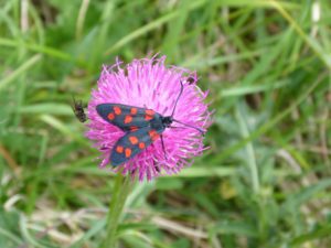 Gemeines Blutströpfchen (Zygaena filipendulae)