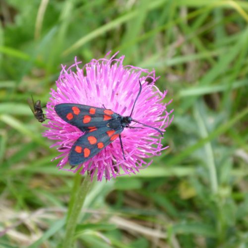 Gemeines Blutströpfchen (Zygaena filipendulae)