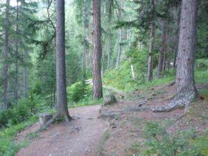 Höhenweg Richtung Nationaparkhütte