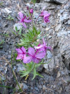 Fleischers Weidenröschen (Epilobium fleischeri)