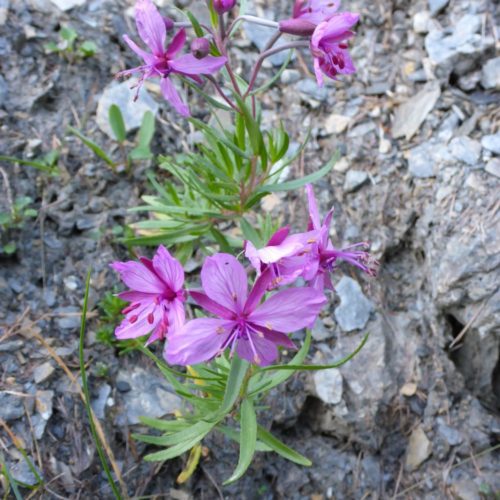 Fleischers Weidenröschen (Epilobium fleischeri)