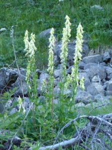 Wolfs-Eisenhut (Aconitum lycoctonum)