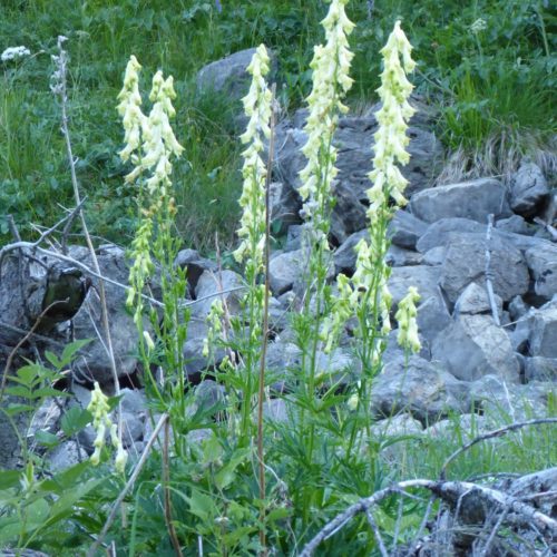 Wolfs-Eisenhut (Aconitum lycoctonum)