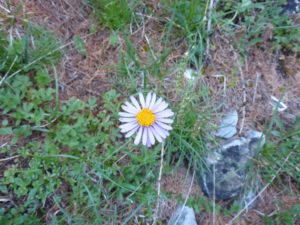 Margeriten (Leucanthemum)