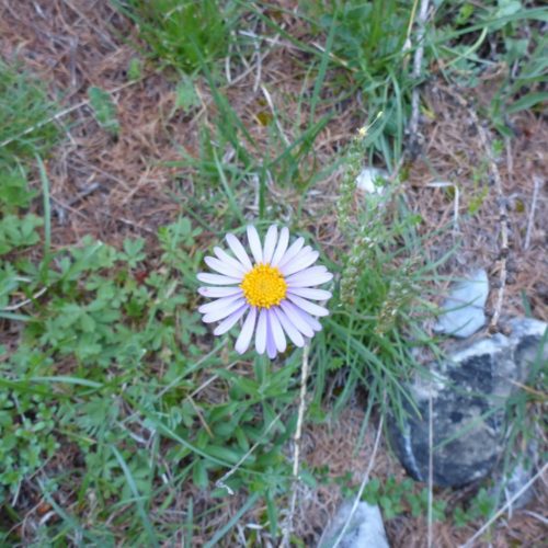 Margeriten (Leucanthemum)