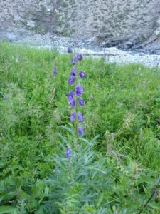 Hohe Rittersporn (Delphinium elatum)