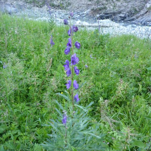 Hohe Rittersporn (Delphinium elatum)