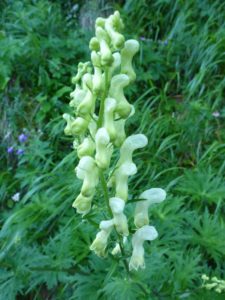 Wolfs-Eisenhut (Aconitum lycoctonum)