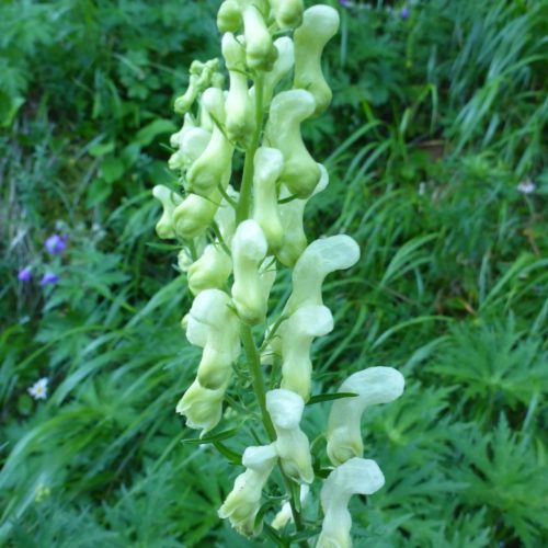 Wolfs-Eisenhut (Aconitum lycoctonum)