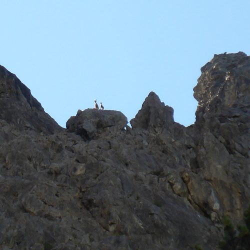 Alpensteinbock (Capra ibex)