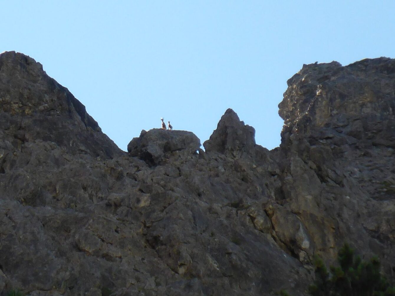 Alpensteinbock (Capra ibex)