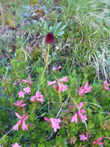 Schwarze Kohlröschen (Nigritella nigra, Syn.: Gymnadenia nigra) und Bewimperte Alpenrose (Rhododendron hirsutum)