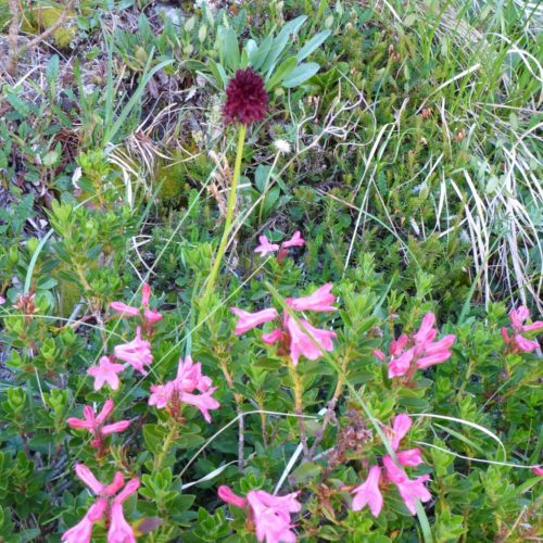 Schwarze Kohlröschen (Nigritella nigra, Syn.: Gymnadenia nigra) und Bewimperte Alpenrose (Rhododendron hirsutum)