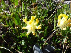 Alpen-Wundklee (Anthyllis vulneraria subsp. alpicola)