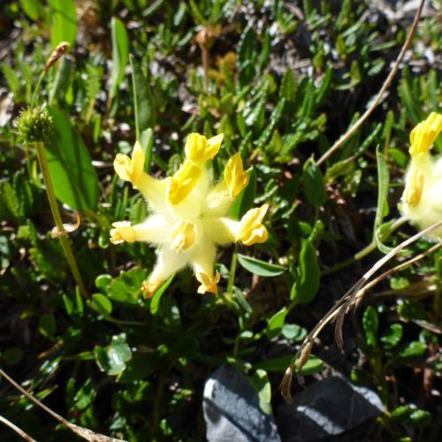 Alpen-Wundklee (Anthyllis vulneraria subsp. alpicola)