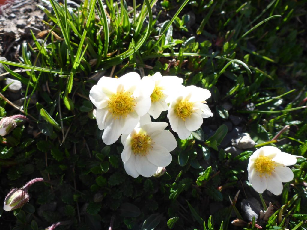 Weisser Silberwurz (Dryas octopetala)