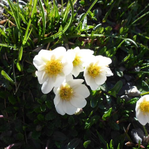 Weisser Silberwurz (Dryas octopetala)