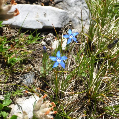 Frühlings-Enzian (Gentiana verna)