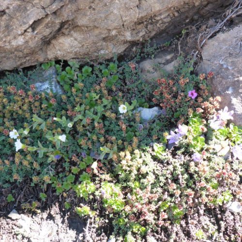 Blumenpracht in der Geröllhalde