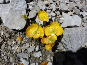 Alpen-Mohn (Papaver alpinum)