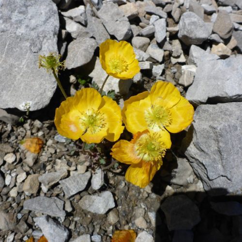 Alpen-Mohn (Papaver alpinum)