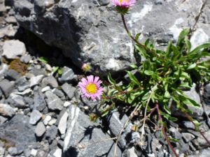 Alpen-Aster (Aster alpinus)