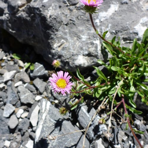 Alpen-Aster (Aster alpinus)